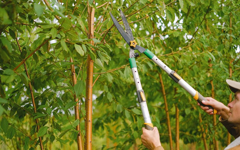Tree trimming in Biggsville, IL